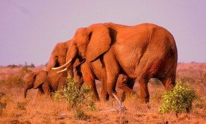safari-kenya-elephant