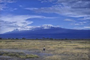 safari-kenya-amboseli-kilimanjaro