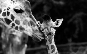 safari-kenya-giraffe