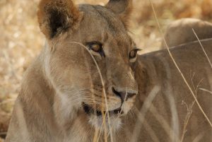safari-kenya-3-giorni