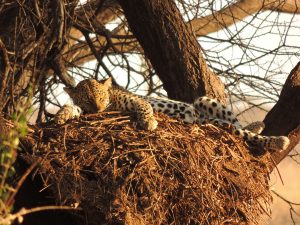 safari-kenya-leopardo-samburu