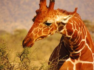 safari-kenya-meru-giraffa-reticolata