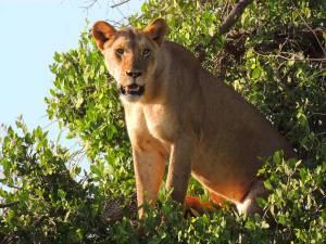 safari kenya leone lion