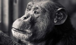 safari-kenya-scimpanzè-chimp