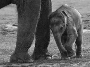 safari-kenya-elefante-amboseli