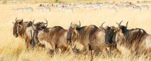safari kenya offerte masai mara naivasha bogoria