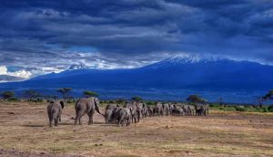 luxury-safari-kenya-amboseli-kilimanjaro