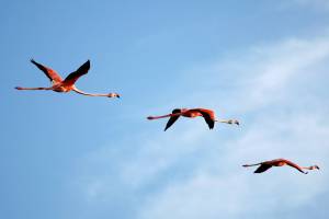 safari-kenya-flamingo-fenicotteri