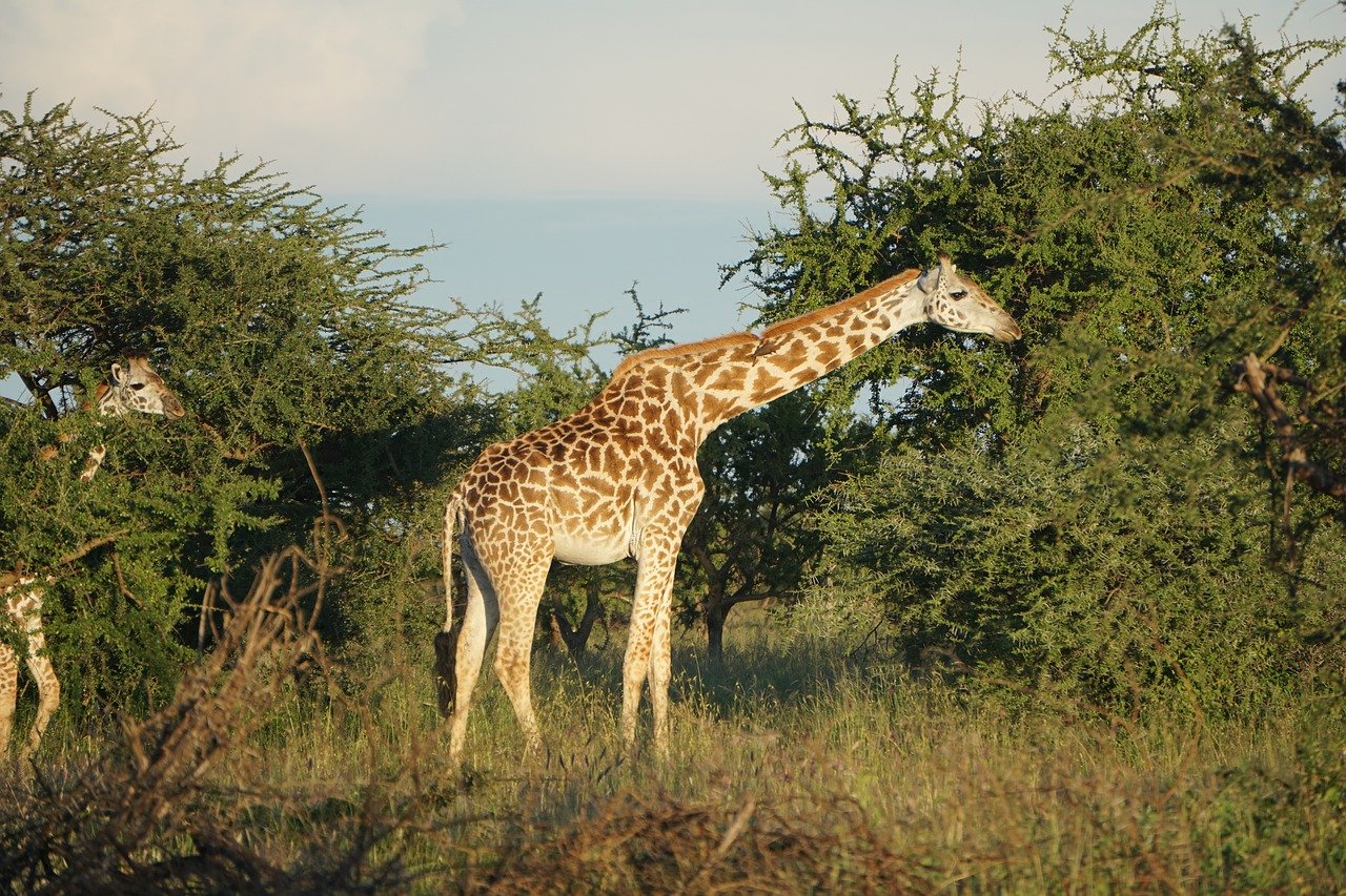 The secret senses of african plants Safari in Kenya Paka Safaris