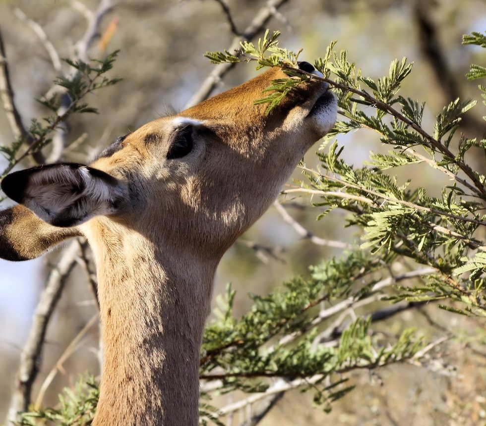 The secret senses of african plants Safari in Kenya Paka Safaris