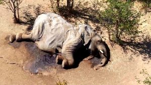 elefanti morti botswana