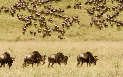 Why does Great Migration happen?