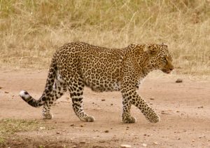 safari kenya leopard