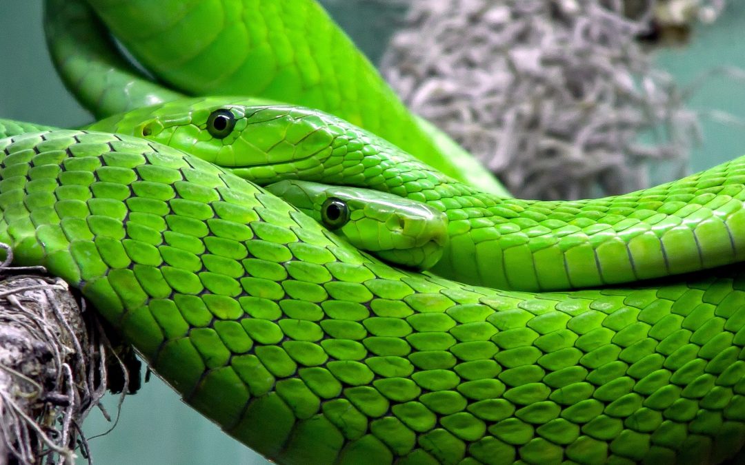 Perché il veleno dei serpenti è così tossico?