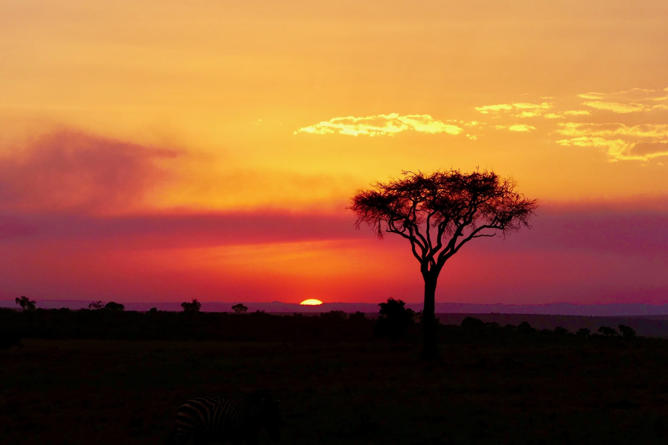 Sai perché gli alberi in savana hanno la chioma piatta? - Safari in ...