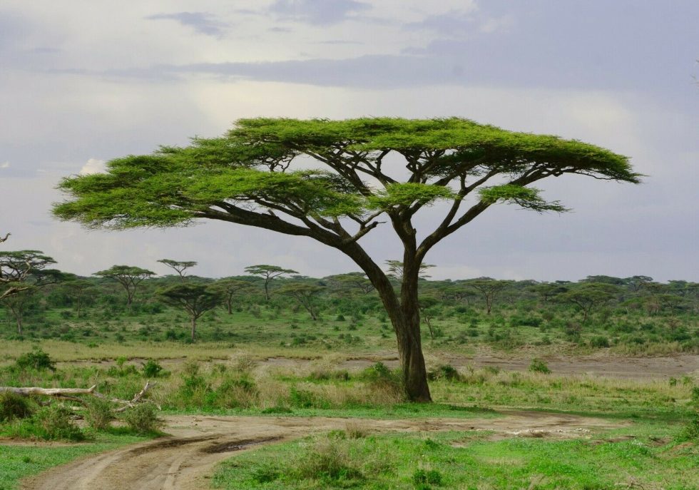 Do you know why savanna trees have flat tops? Safari in Kenya Paka
